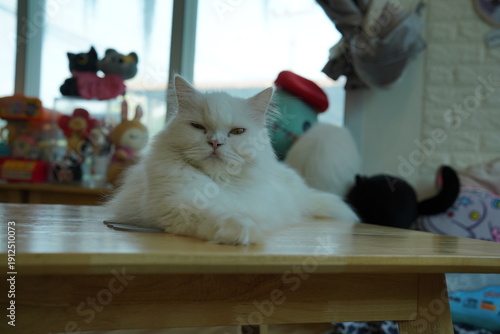 Wallpaper Mural Portrait of beautiful Siberian cat . Torontodigital.ca