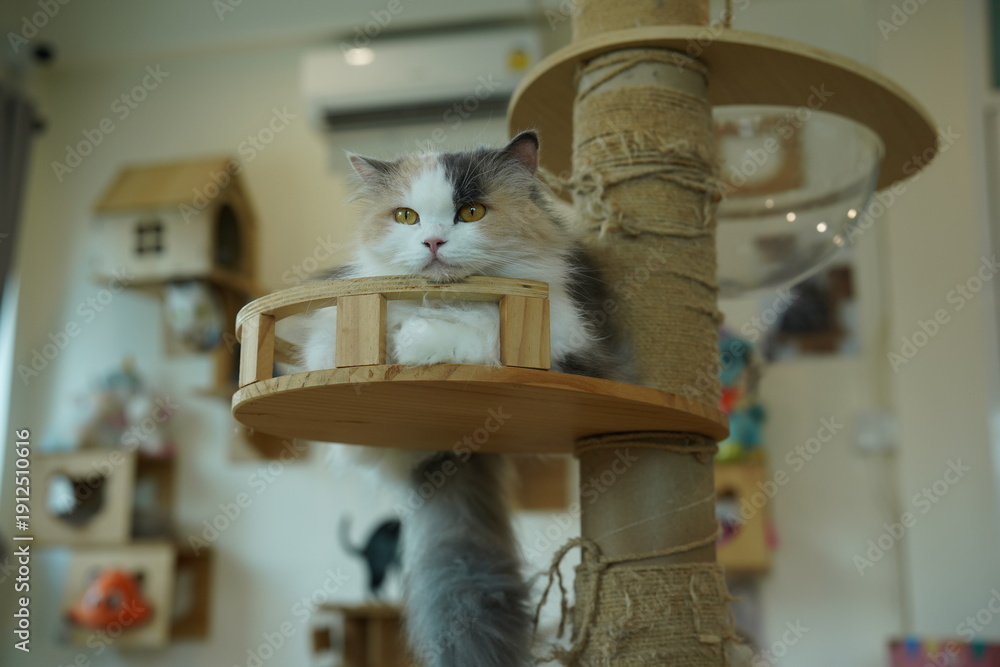 custom made wallpaper toronto digitalPortrait of beautiful Persian cat