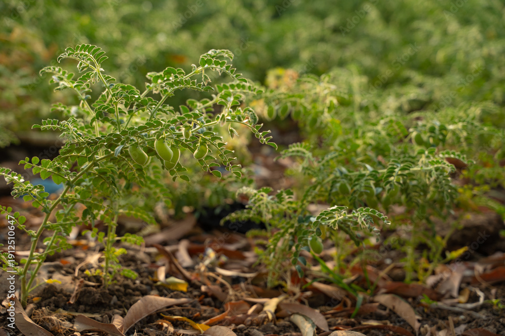 Fototapeta premium green chickpea agriculture field in india