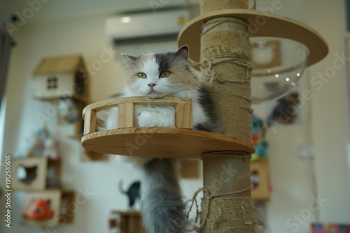 Wallpaper Mural Portrait of beautiful Persian cat Torontodigital.ca