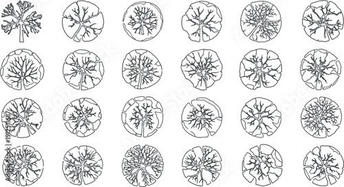 Vector Set of Architectural Tree Plan Symbols and Minimalist Landscape Design Icons for Site Mapping and Urban Planning