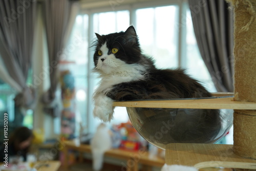 Wallpaper Mural Portrait of beautiful Siberian cat . Torontodigital.ca