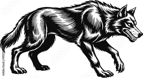 Fierce snarling wolf illustration in black and white with detailed fur and aggressive stance