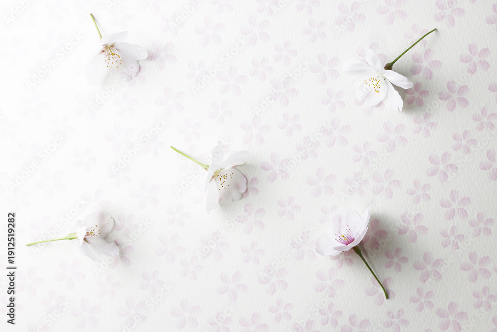 Obraz premium 桜_白背景