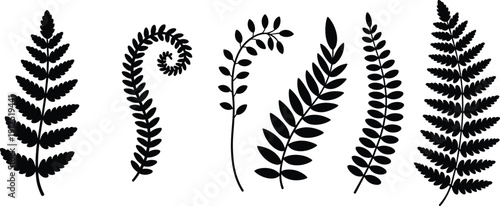 Fern leaf silhouette bundle, black botanical vector illustration of tropical fronds and fiddlehead spiral isolated on white background minimalist nature design