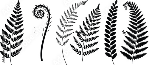 Fern silhouette collection, black botanical vector illustration of tropical fronds and fiddlehead leaves isolated on white background minimalist nature design set