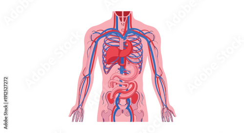 Detailed illustration of a human body with visible circulatory system and internal organs on a white background.