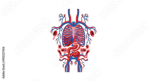 Detailed anatomical illustration of the human circulatory system with arteries and veins in red and blue on a white background.