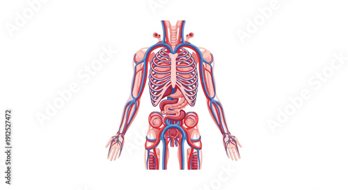 Detailed anatomical illustration of a human skeleton and circulatory system with arteries and veins in red and blue on a white background.