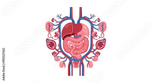 Detailed illustration of the human abdominal organs, including the stomach, intestines, kidneys, and blood vessels, depicted in a clear and anatomically correct style.