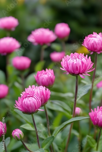 Pink daisy like flowers in soft focus garden nature