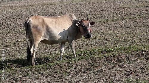 Wallpaper Mural A domestic cow standing in a dry harvested field in rural Bangladesh. Side profile of the animal tied with a rope while grazing on grass. Authentic agricultural landscape and village scenery. Torontodigital.ca
