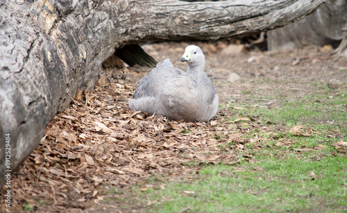 Canvas Print the Cape Barren Goose is resting in a field