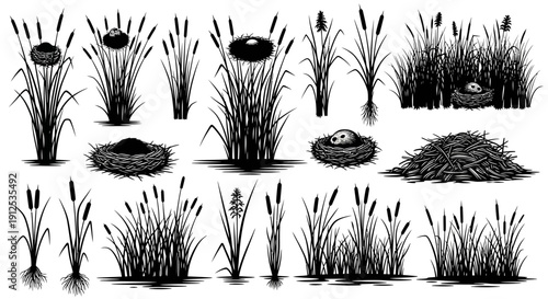 Set of cattail plants and bird nests, black and white vector illustration, marsh or swamp vegetation, wildlife habitat elements.