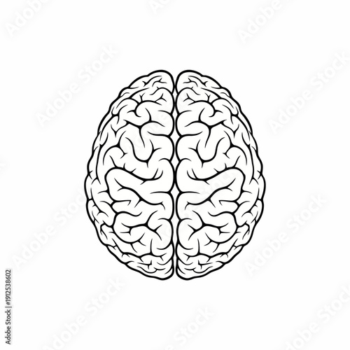 Human Brain: A detailed and intricate representation of the human brain, showcasing its complex structure and neural pathways.
