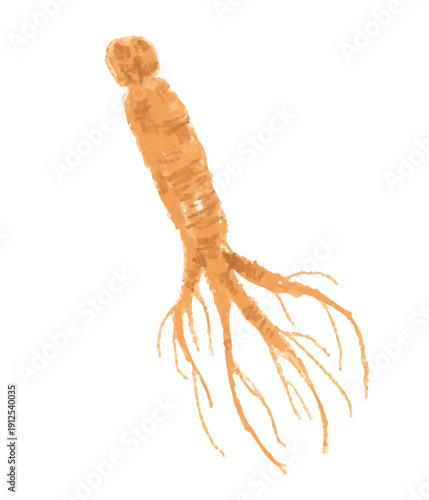 クレヨンで描いた朝鮮人参のベクターイラスト