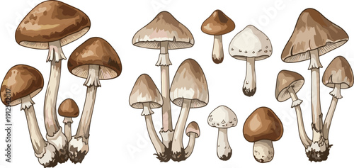 Hand drawn collection of realistic brown wild mushrooms isolated on white background detailed botanical vector illustration set