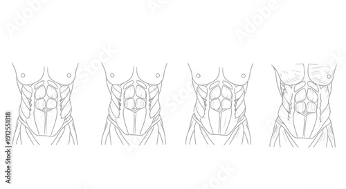Anatomical Illustration of Male Abdominal Muscles: Six-Pack Abs Progression