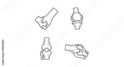 Anatomical illustration of the human knee joint from multiple angles