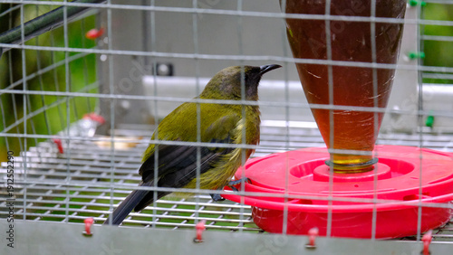 New Zealand bellbird Māori language name korimako eating at feeding station in Wellington NZ Aotearoa