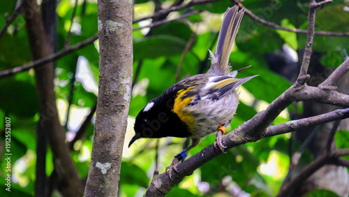 Side profile of Hihi New Zealand stitchbird with distinctive yellow, white and black coloured feathers in Wellington NZ Aotearoa
