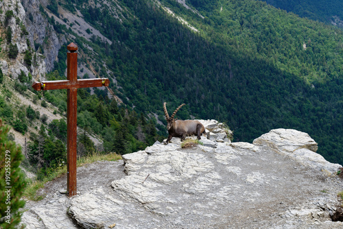 Foto Un bouquetin à la croix du Pas de l'Aiguille - Vercors