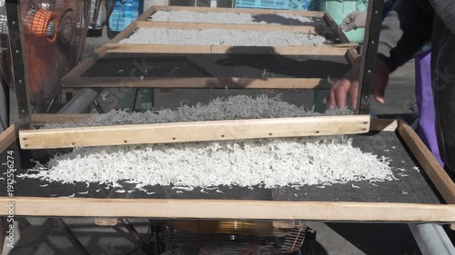 しらすの天日干し。生産作業風景。