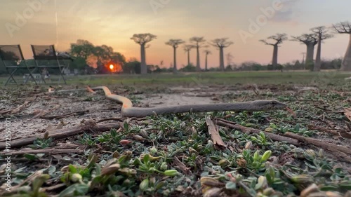 Common big-eyed snake (Mimophis mahfalensis) at sunset by the Avenue of Baobabs. Madagascar.