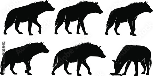 Wild wolf silhouette set in different walking poses isolated on white background, detailed black forest predator animal illustration