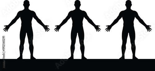 Male human body silhouette front view set isolated on white background, anatomy proportion reference illustration designMale human body silhouette front view set isolated on white background