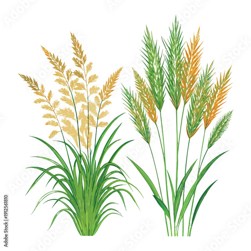 wheat and wild grass plants, green and golden leaves