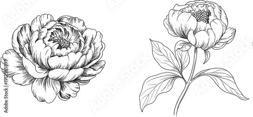 Hand drawn peony flower line art illustration set featuring detailed botanical floral engraving style for vintage design, tattoo, coloring, and decorative projects