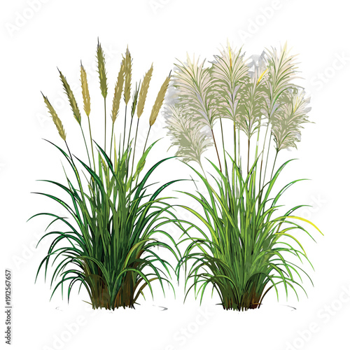 wheat and wild grass plants, green and golden leaves