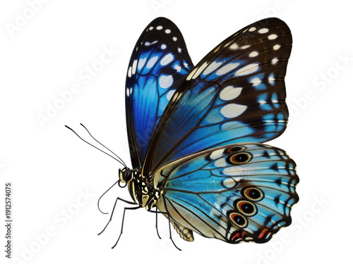 A blue butterfly with black and white wings isolated on transparent background