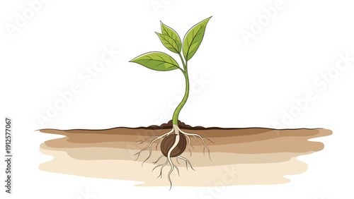 Young green seedling grows out of a nut in the soil showing the root system and leaves for environmental and growth concepts.