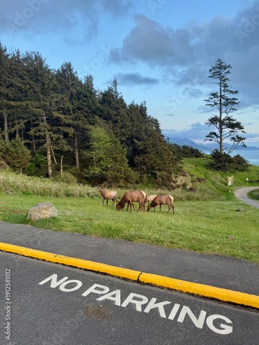 Wild Roosevelt elk grazing on green grass by a paved road with 