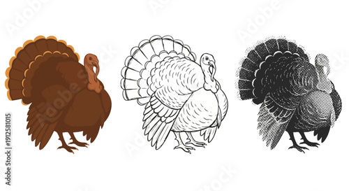 Three different styles of turkey illustrations side by side.