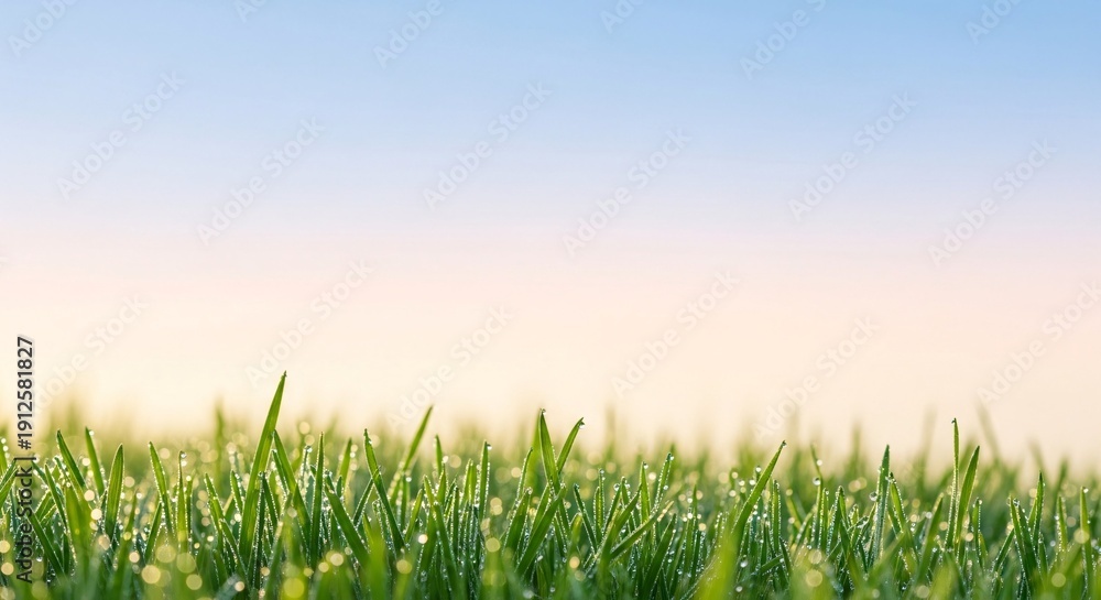 Fototapeta premium Fresh green grass with morning dew droplets landscape