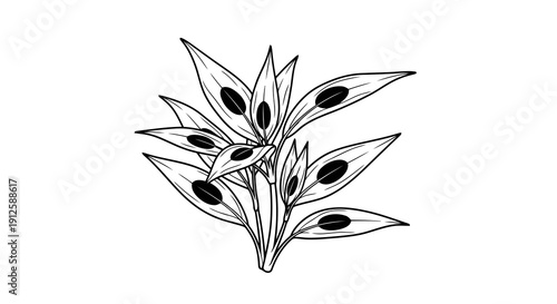 A simple black and white illustration of a plant with pointed leaves and dark oval shapes.