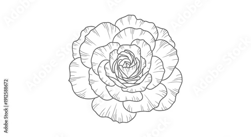 A simple black and white line drawing of a rose in full bloom.