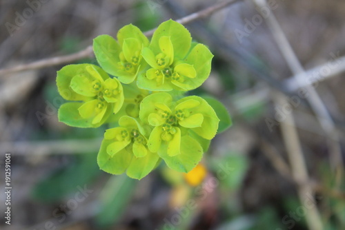Bild auf Leinwand Euphorbia helioscopia, sun spurge or madwoman's milk