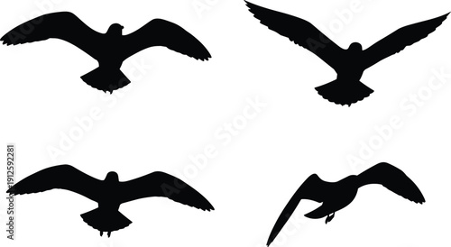 Flying bird silhouette set, eagle hawk wings spread vector collection, black animal shapes, wildlife flight icon illustration pack