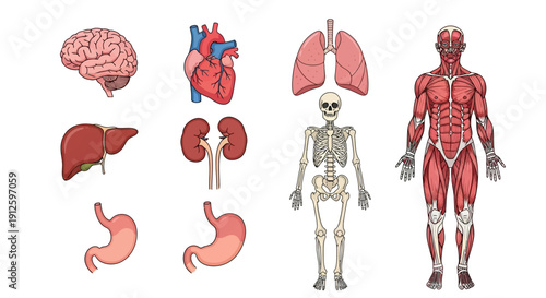 Comprehensive Medical Illustration Set of Human Internal Organs and Body Systems Featuring Brain Heart Lungs Liver Kidneys Stomach Skeleton and Muscle Anatomy.