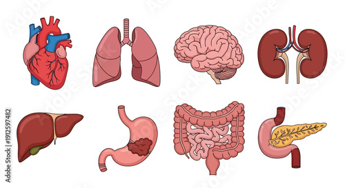 Comprehensive set of hand-drawn human internal organs including heart, brain, lungs, kidneys, liver, stomach, intestines, and pancreas on a white background.
