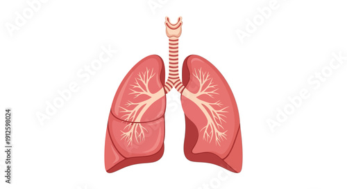 Human lungs anatomy vector illustration featuring the respiratory system with trachea and bronchial tree isolated on white background for medical education.