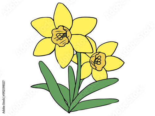 スイセン 黄色 イエローラッパ