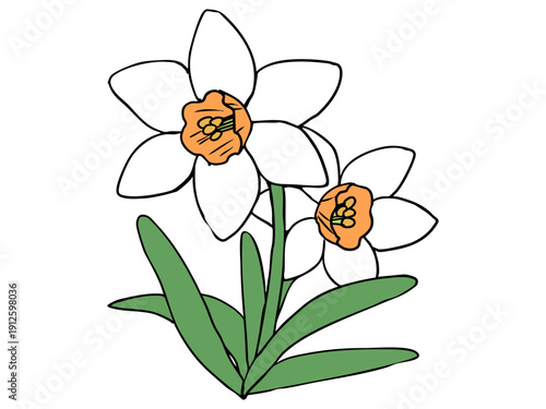 スイセン 白色 オレンジラッパ 