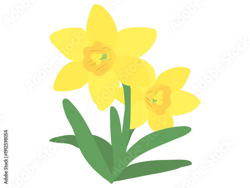 スイセン 黄色 イエローラッパ 主線なし