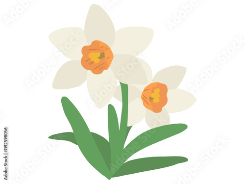 スイセン 白色 オレンジラッパ 主線なし