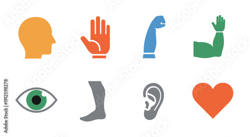 Minimalist human body parts icon set featuring head, hand, bicep arm, raised hand, eye, leg, ear, and heart symbols on a clean white background for web design.